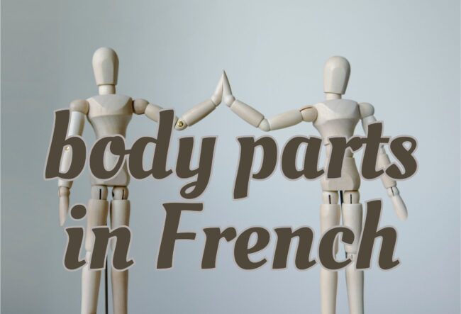 Body parts in French